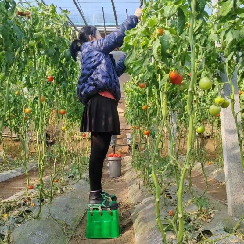 Erhöhter Hocker für den Gewäch – Agriculture Farming Shoes Bewertung und Preis